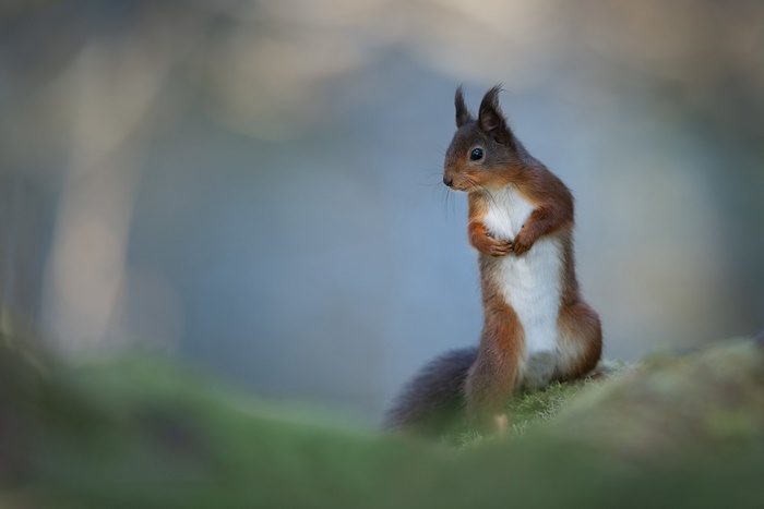 Red Squirrel standing on mossy ground