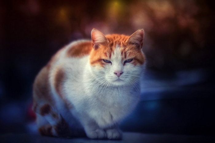 Orange and white cat sitting