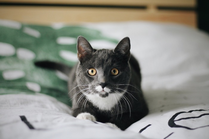 A grey cat with yellow eyes stares forward