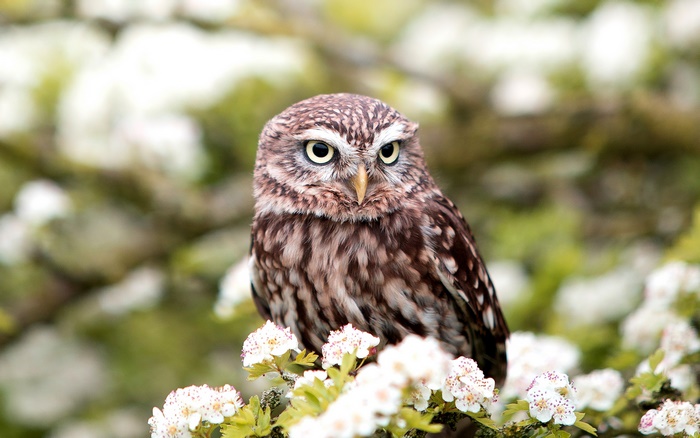 Little owl perched on a flowering branch