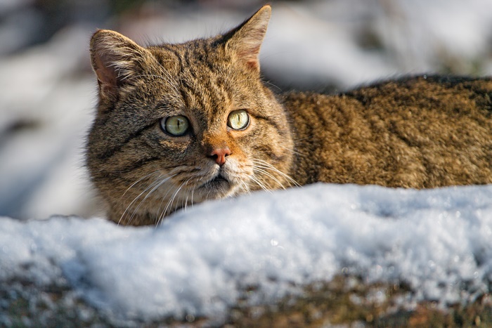 Wildcat in the Snow 4K