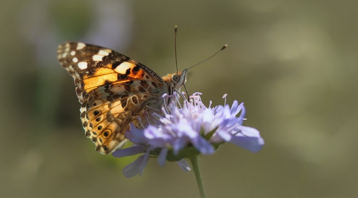 Painted Lady butterfly on a purple flower
