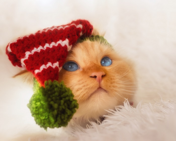 Cat wearing a red and white striped hat