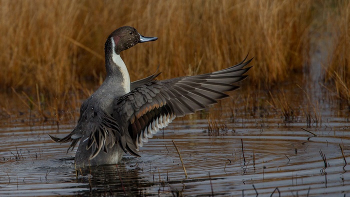 Northern Pintail duck flapping wings in water