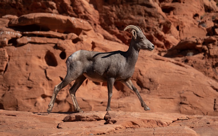 Nubian Ibex in a rocky desert landscape