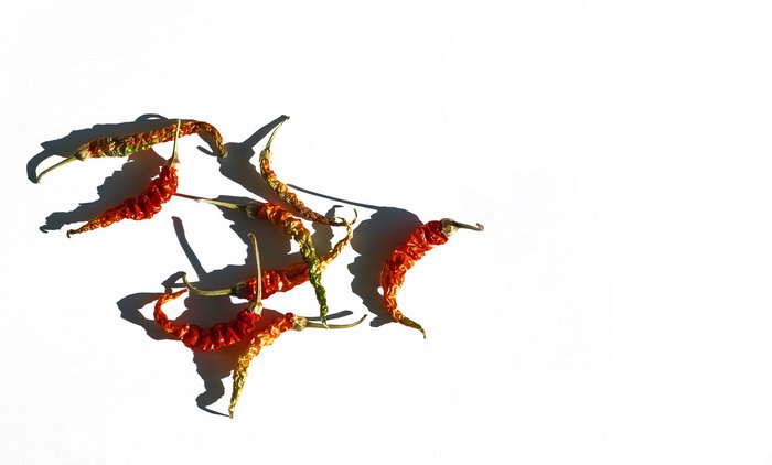 Dried red chili peppers on a white background