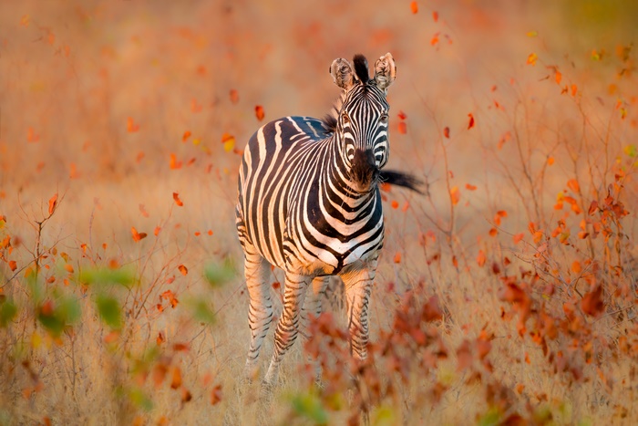 Zebra in a field with autumn leaves