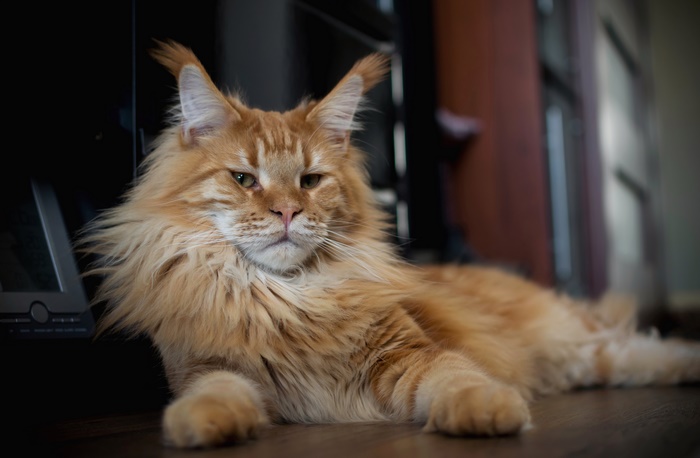 Maine Coon Cat 4K