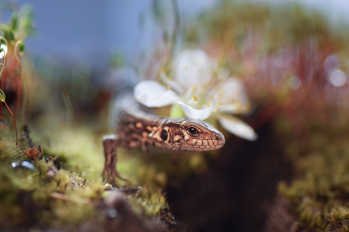 Lizard with a white flower on mossy ground