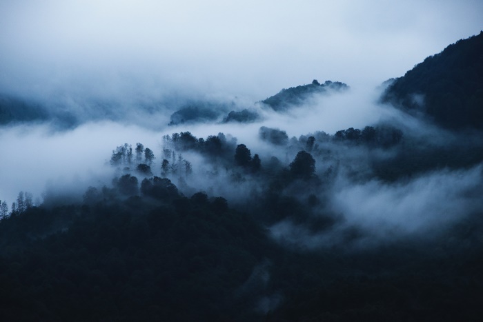 Foggy Forest 4K