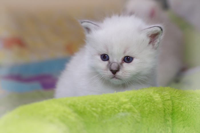 Cute Ragdoll kitten with blue eyes