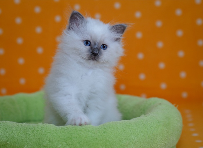 Fluffy Ragdoll kitten with blue eyes