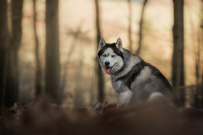 Husky dog sitting in a forest