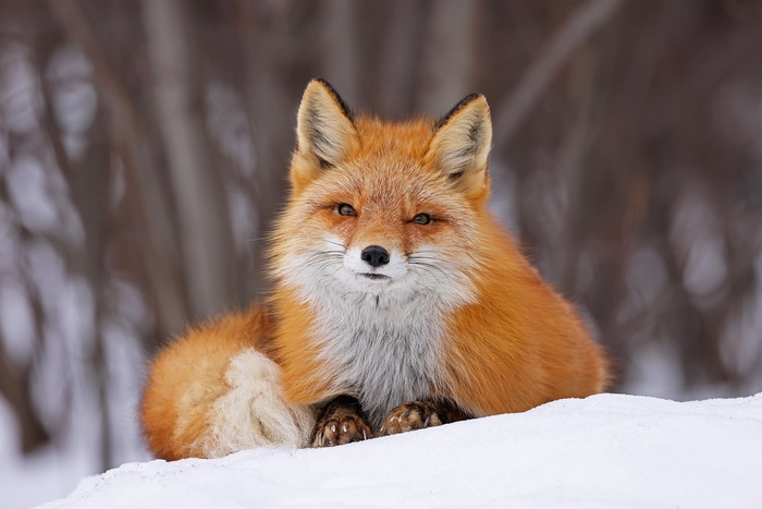 Red fox resting in the snow