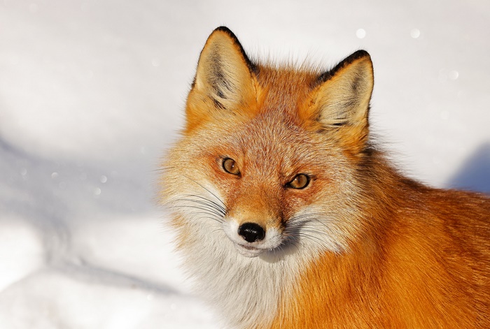 Close-up of a red fox in the snow