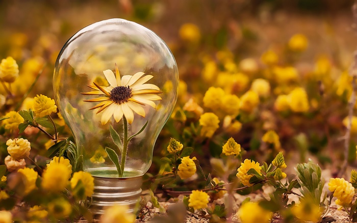 A light bulb with a yellow flower inside, surrounded by yellow flowers