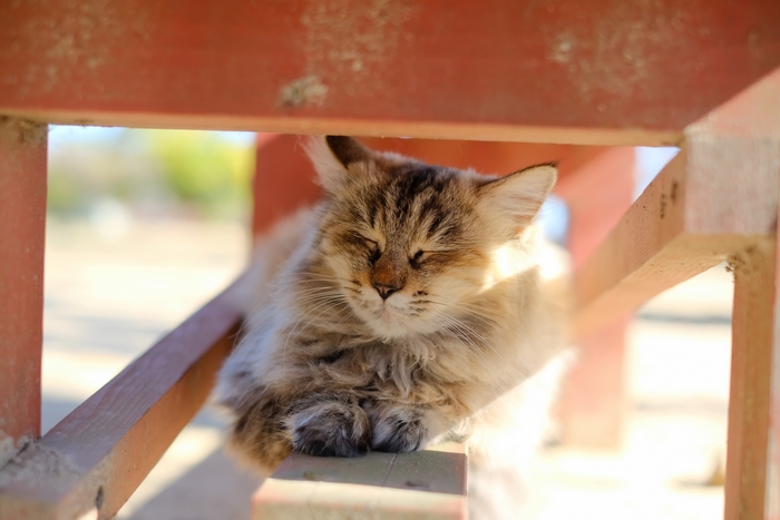 A fluffy cat sleeping under red beams