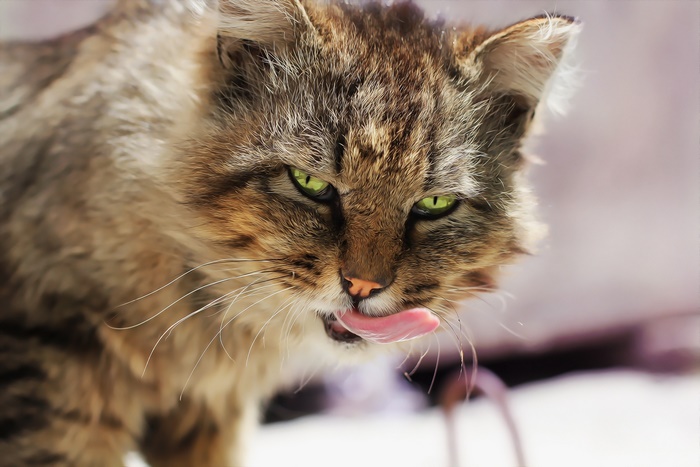 Close-up of a tabby cat licking its nose