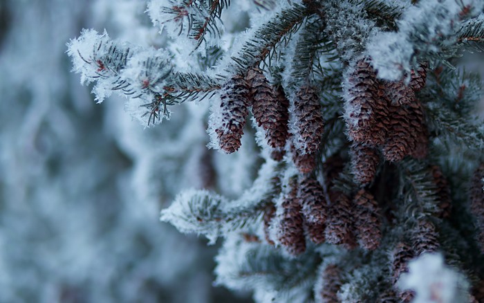 Pine cones on a frosted pine branch