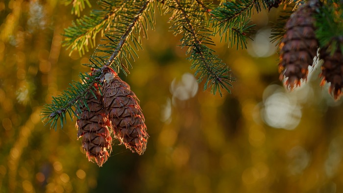 Pine cones hanging from a pine tree branch