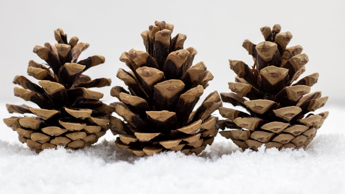 Three pine cones in snow