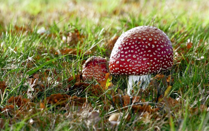 Two red and white mushrooms in grass