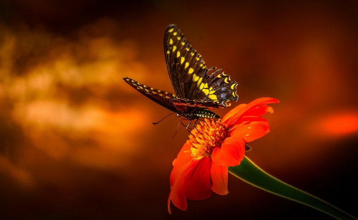 Swallowtail Butterfly on an Orange Flower