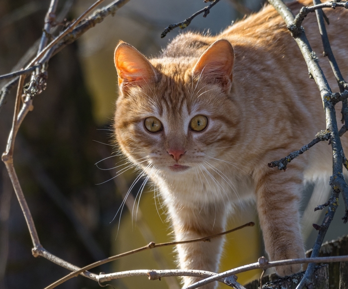 Orange tabby cat peeking through branches