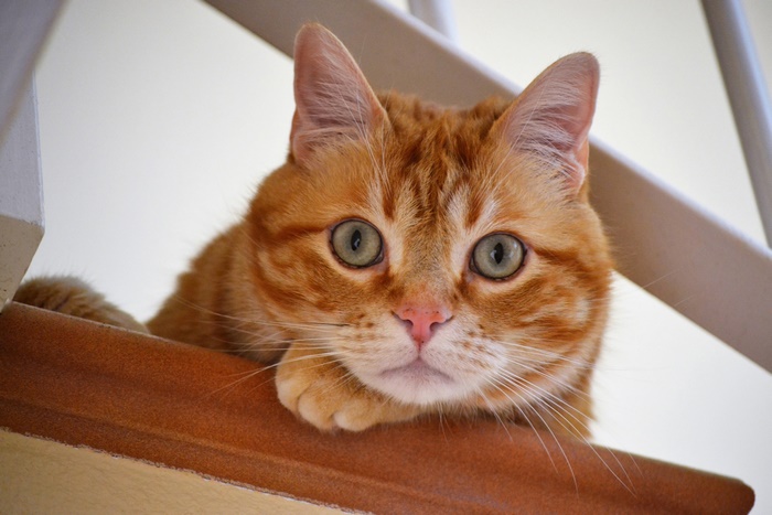 Orange tabby cat with green eyes looking up