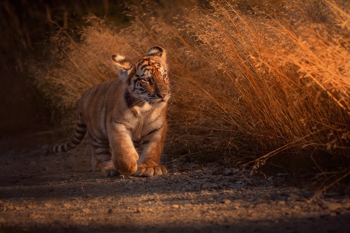 Tiger cub walking through tall grass