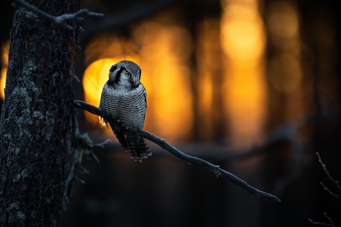 Northern Hawk Owl perched on a branch at sunset