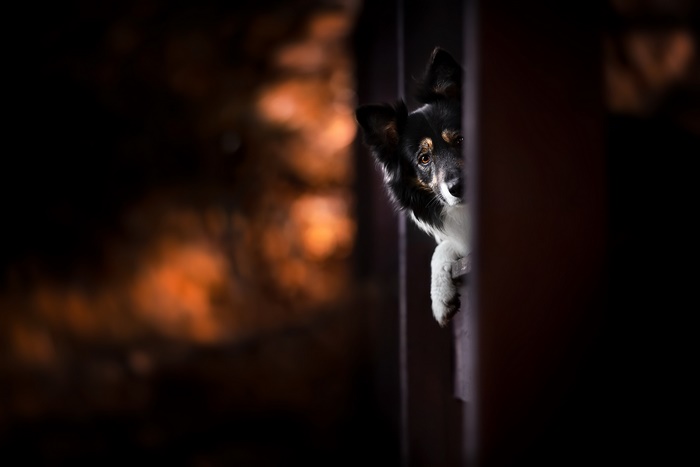Border Collie peeking from behind a wooden fence