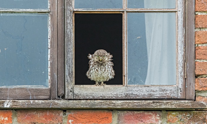 Little owl perched in a window frame