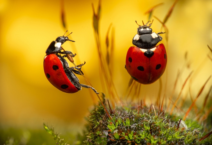 Two ladybugs on moss and grass
