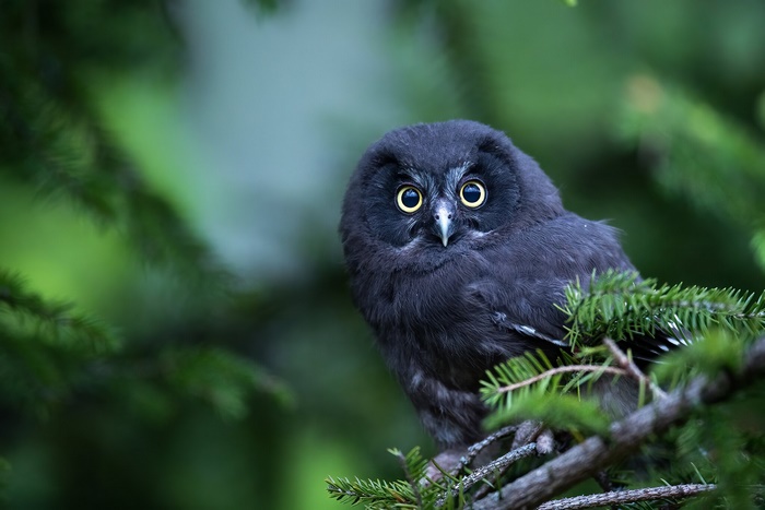 A dark owl with yellow eyes sits on a pine branch