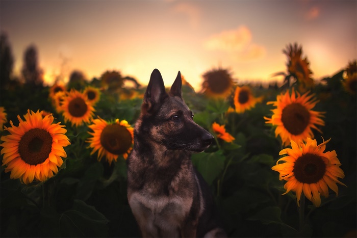 German Shepherd in a Sunflower Field at Sunset