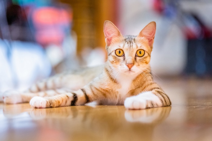 Tabby Cat Lying on Floor
