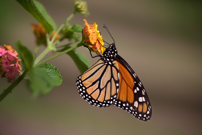 Monarch butterfly on a flower