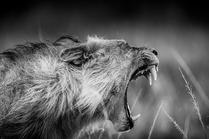 Black and White Lion Yawning 4K