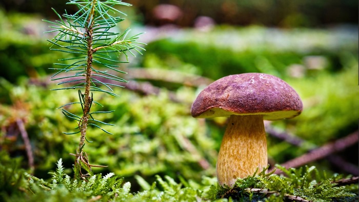 Mushroom and pine seedling in moss