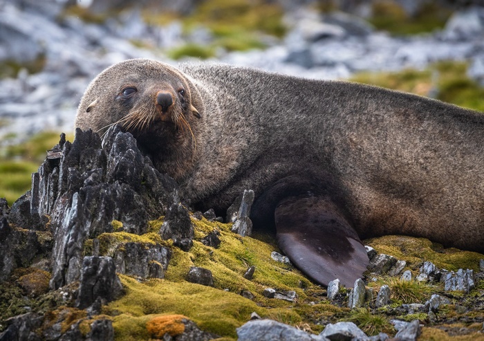 A Seal Rests on Mossy Rocks