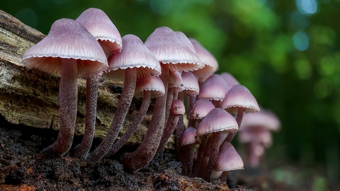 Cluster of purple mushrooms on a log