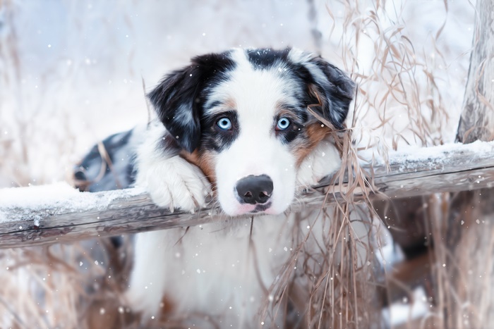 Australian Shepherd Dog in Snow