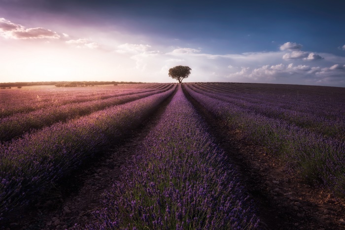 Lavender field with a lone tree under a dramatic sky