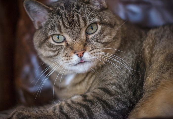 Tabby Cat with Green Eyes