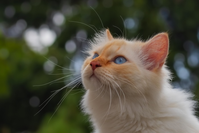 Close-up of a cream-colored cat with blue eyes