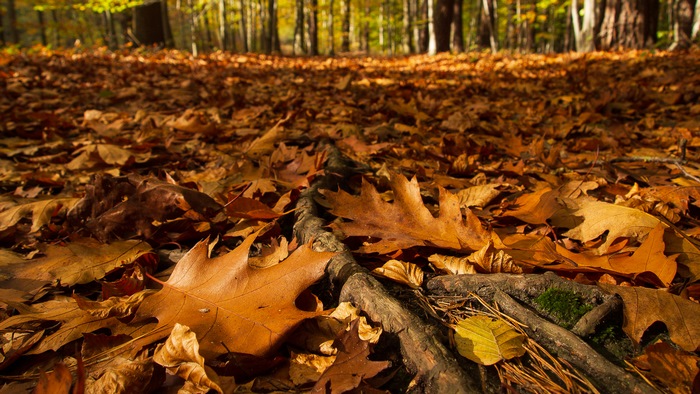 Autumn leaves on the forest floor in Kromlauer Park