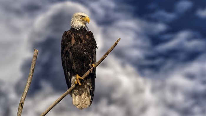 Bald Eagle perched on a branch against cloudy sky