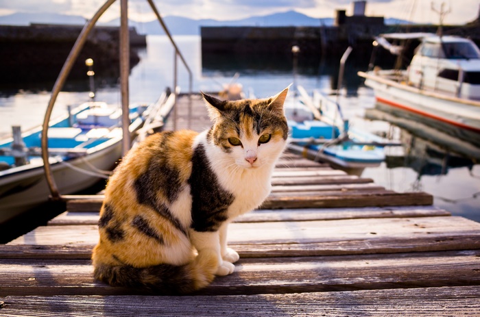 Calico Cat Sitting on a Wooden Dock by Boats