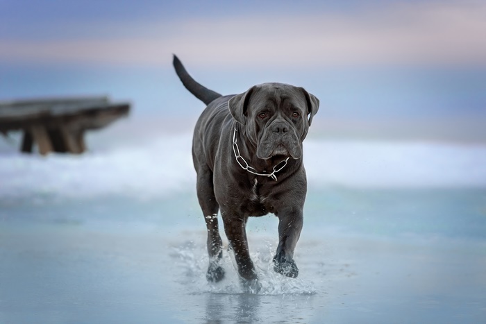 A Cane Corso dog runs on a beach